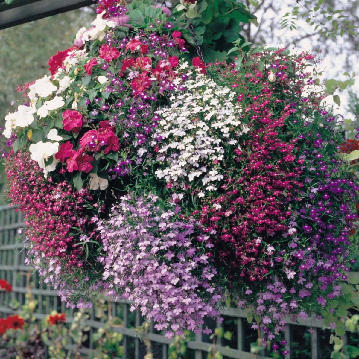 picture of mixed trailing lobelia