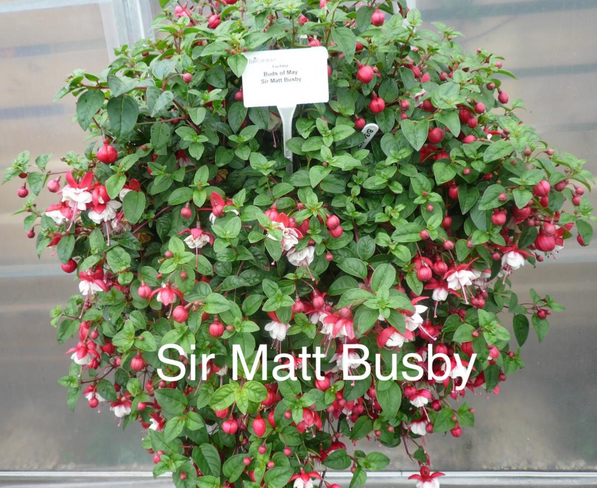 picture of fuchsia basket