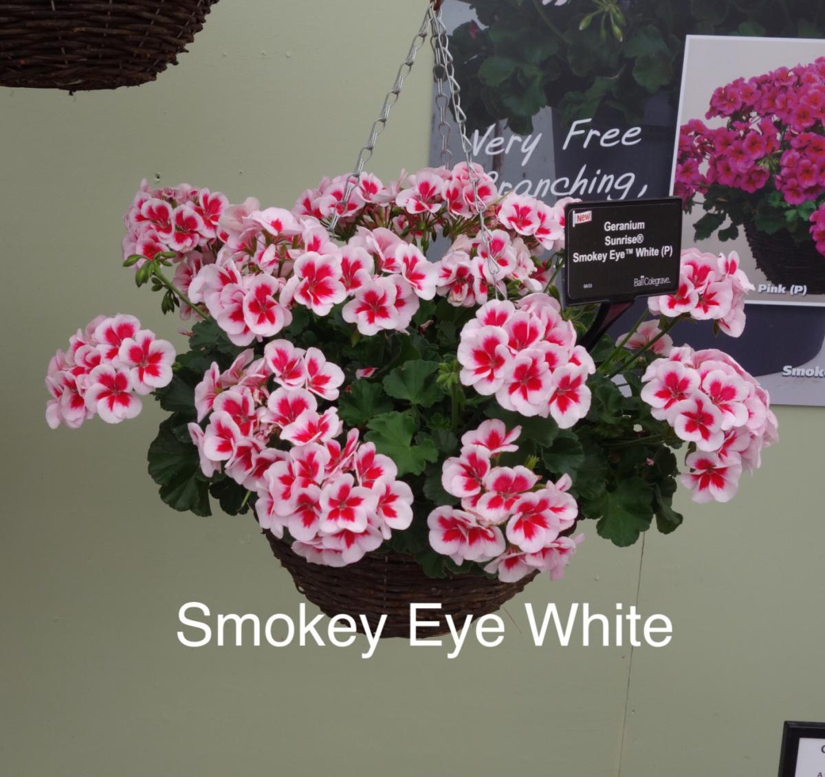 picture of geraniums