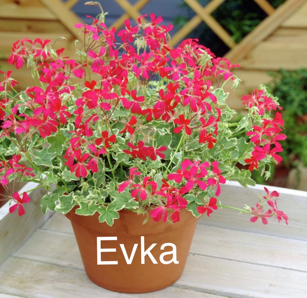 picture of geraniums