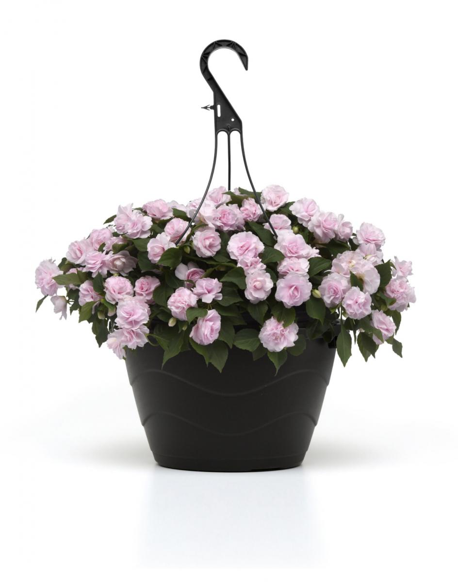 Apple blossom Impatien