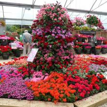 picture of geraniums