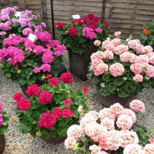 picture of geraniums