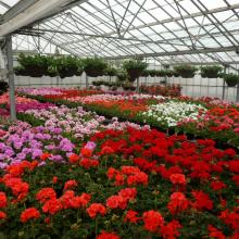 picture of geraniums