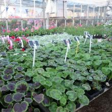 picture of geraniums