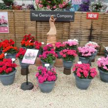 picture of geraniums