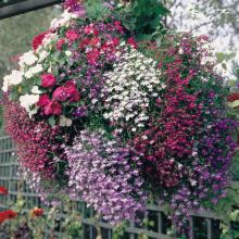 picture of mixed trailing lobelia