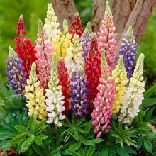 picture of lupin