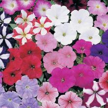 picture of petunias