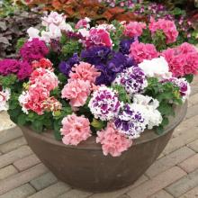 picture of petunias