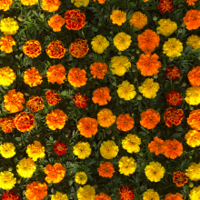 Marigold