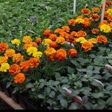 Marigold