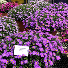 Plants