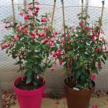 Fuchsia fan