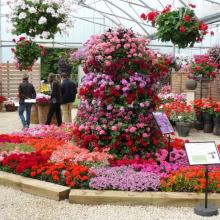 picture of geraniums