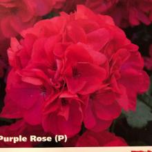 picture of geraniums