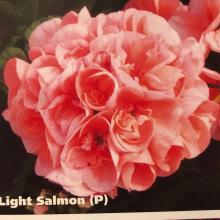 picture of geraniums