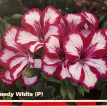 picture of geraniums