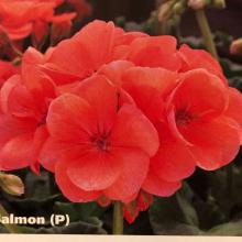 picture of geraniums