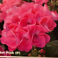 picture of geraniums