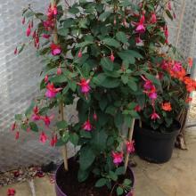 Fuchsia fan