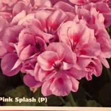 picture of geraniums