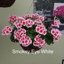 picture of geraniums