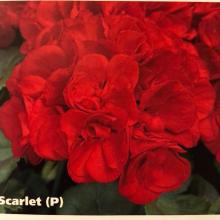 picture of geraniums