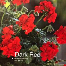 picture of geraniums