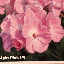 picture of geraniums