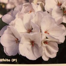 picture of geraniums