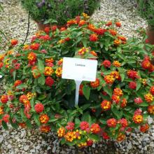 Lantana