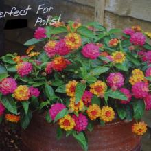 Lantana