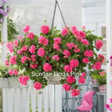 picture of geraniums