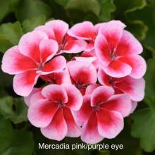 picture of geraniums