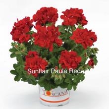 picture of geraniums