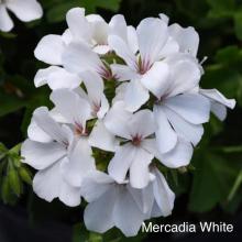 picture of geraniums