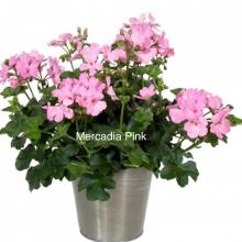 picture of geraniums