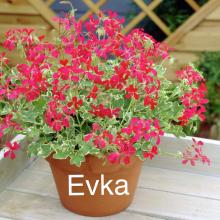 picture of geraniums