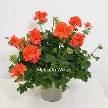 picture of geraniums