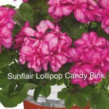 picture of geraniums