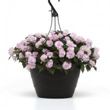 Apple blossom Impatien
