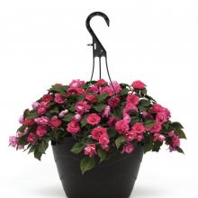 Hot Pink Impatien