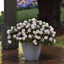Apple blossom Impatien