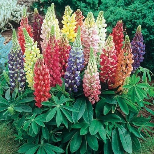 picture of lupin