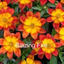 Bidens