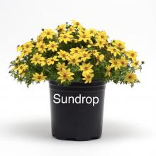 Bidens
