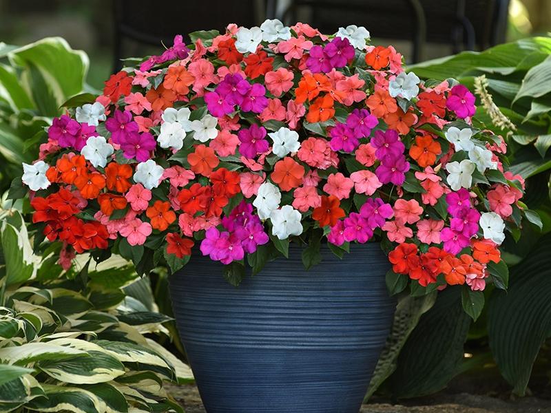 Bizzie Lizzies (Impatiens) Rob's Nursery
