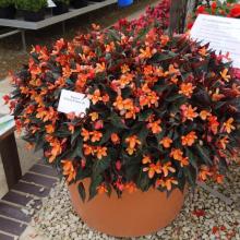 picture of begonia