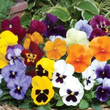 picture of pansies